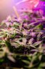 flowering_week_2_cannabis_marihuana-5.jpg