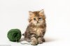 kitty-playing-with-a-yarn-ball-photo.jpg