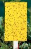 yellow-sticky-traps-fungus-gnats.jpg