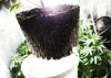 Jan 12 - Rootbound C99.jpg