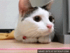 ping-pong-cat-o.gif