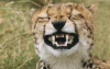 leopard.png