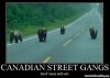 funny-canada-pics-canadian-street-gangs-bears-on-the-road.jpg