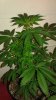 Temple Kush Four Days Flower.jpg