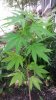 Outside plant - 3 in ground.jpg