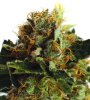 Purple_20Haze_20_28fem_29-1.jpg