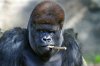 Silverback gorilla named Kibabu.jpg