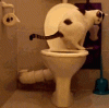 45325-cat-taking-a-dump-in-a-toilet-d6y3.gif
