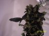 Bud 3.jpg