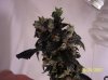 Bud 4.jpg