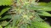 new cfl grow 043.jpg