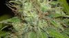 new cfl grow 040.jpg