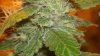 new cfl grow 038.jpg