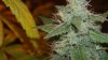 new cfl grow 039.jpg