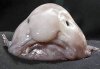 ugly fish.jpg