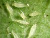 thrips-marijuana-plants-1.jpg