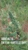 Ogre Auto Day 94 Harvestx.jpg