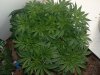 Grow2-Day43-pic3.jpg