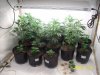 Grow#2_1_19_09 006.jpg