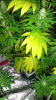 Screenshot_2015-09-06-23-06-23.png