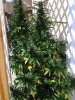 PK plant.jpg