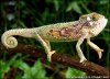 _44389071_chameleon_4_big.jpg