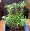 bonzai012309.jpg