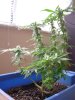 bonzai012309b.jpg