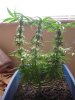 bonzai012309c.jpg