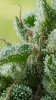 Trichomes3.jpg