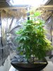 plant3.jpg