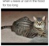 hood cat.jpg