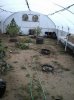 greenhouse1.jpg