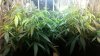 Clones 1 and 2 one month and 1 day after being tied.jpg