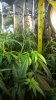 Clone 2 at one month main tied.jpg