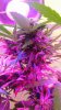 Bud2 of last plant.jpg
