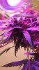 Bud4 of last plant.jpg
