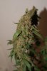 DSC03385.JPG