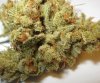 BlueBalz bud10-15.jpg