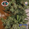 Blue-Cheese-Automatic-Feminised-Seeds-Big-Buddha-3907-p.jpg