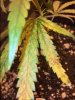 plant1.JPG