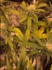 plant3.JPG