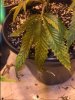 plant4.JPG