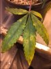 plant5.JPG