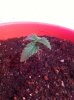 10-NLs-seedling-2015-10-18.JPG