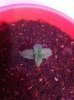 8-NLs-seedling-2015-10-18.JPG