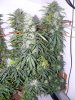 15-10-17_afk_outdoor-indoor 004.jpg