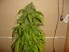 grow pics 109.jpg