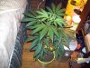 AK preflower 004.jpg