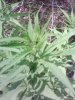Pic_0127_054.jpg
